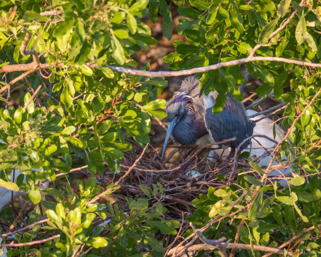 Tricolored Heron Nesting (with eggs)